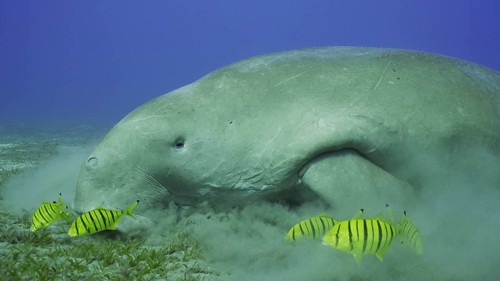 Dugong or Sea Cow (Dugong dugon) accompanied by school of Golden trevally (Gnathanodon speciosus)