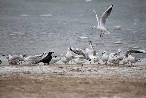 Black-headed Gulls (Chroicocephalus ridibundus), in a romp with carrion crow (Corvus corone) at the