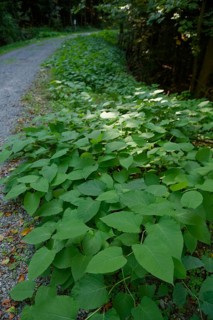 Japanese knotweed (Fallopia japonica), Gaildorf, Limpurger Land, Limpurger Berge,