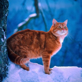 Red cat in the snow