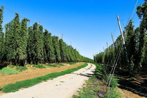 Harvested hops, hop garden, hop field, hop vines, hop bines, poles, field path, path, Nandlstadt,