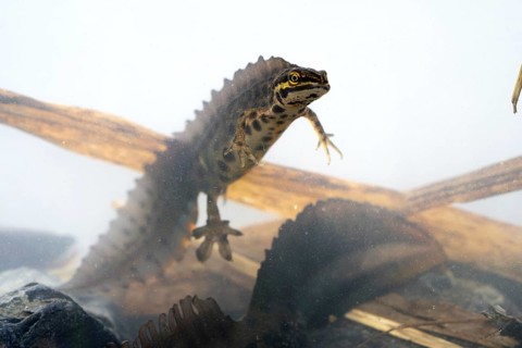 Common newt (Lissotriton vulgaris), male in water spawning swims, underwater photo in spawning