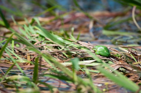 European tree frog (Hyla arborea), sitting on vegetation in the bank area in the sun, Lower Saxony
