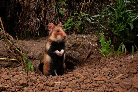 European hamster (Cricetus cricetus) at a construction site, Thuringia