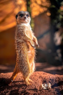 Meerkats (Suricata Suricatta) in its natural environment in sunshine, Eisenberg, Thuringia,