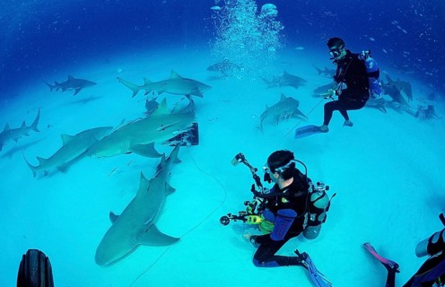 Lemon Sharks and underwater photographers, Negaprion brevirostris, Bahamas, Grand Bahama Island,