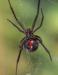 Black Widow Spider (Lactrodectus mactans)