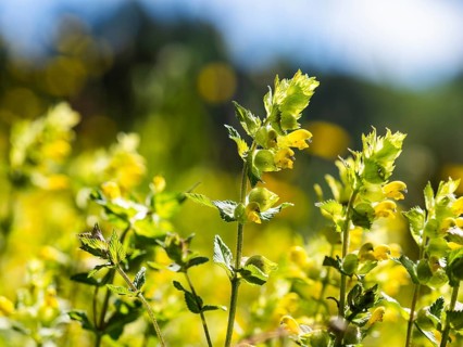 Greater Yellow Rattle (Rhinanthus alectorolophus), near Aigen im Ennstal, Styria, Austria, Europe