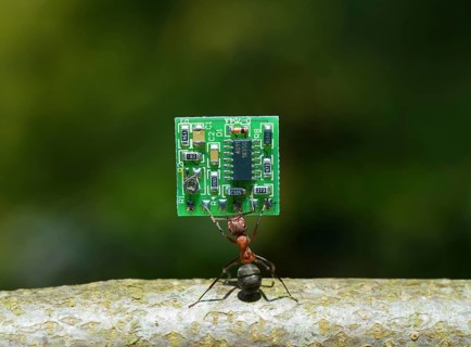 Red Wood Ant (Formica Rufa) carrying a PCB or Microchip