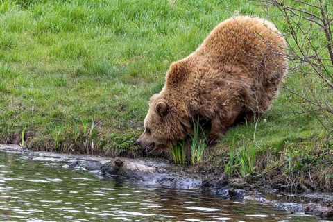Brown bear (Ursus arctos), Poing Wildlife Park, Upper Bavaria, Bavaria, Germany, Europe
