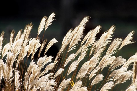 Japanese silver grass (Miscanthus sinensis), maiden grass