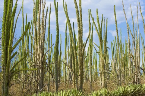 Didieraceae, Berenty Reserve (Didiera madagascariensis), Madagascar, Africa