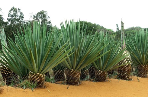 Rope of the sisal (agave sisalana) plant, plantation near Fort Dauphin in Madagascar