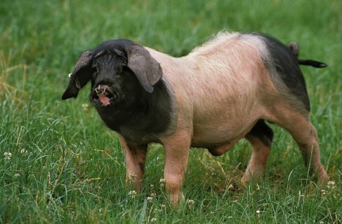 BASQUE PIG, A FRENCH BREED