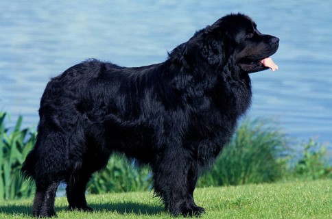 NEWfoundland, adult DOG, STANDING ON GRASS NEAR THE LAKE