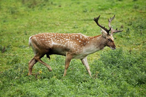 Persian fallow deer, dama mesopotamica, male