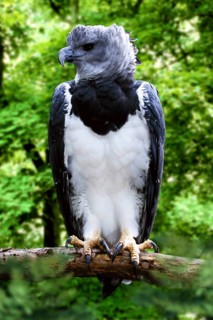 Harpy Eagle (Harpia harpyja)