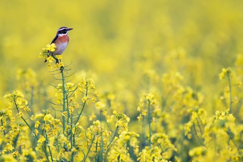 Whinchat (Saxicola rubetra), Germany, Europe