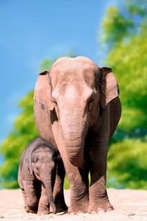 Asian Elephant (Elephas maximus) with young, asian elephant with young animal