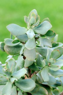 Silver Dollar silver dollar plant (Crassula arborescens), lver Jade Plant