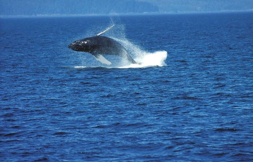 Humpback Whale (megaptera novaeangliae), Adult Breaching, Alaska
