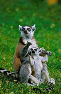 Ring Tailed Lemur (lemur catta), Female with Baby