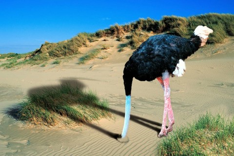 Common ostrich (Struthio camelus) buries head in the sand