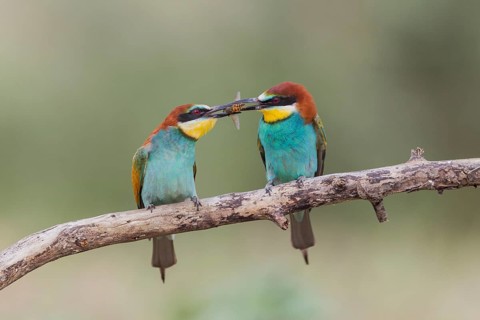 European bee eater (Merops apiaster), Romania, Europe
