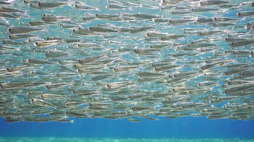 Endless shoal of small brightly fishes Hardyhead Silverside swim under surface of water a bright