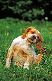 Brittany Spaniel Dog, Puppy Scratching Her Ears