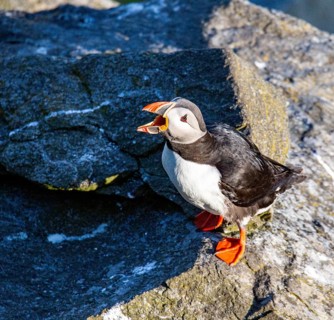 Puffin (Fratercula arctica), with open bill. Runde Island, Norway, Europe
