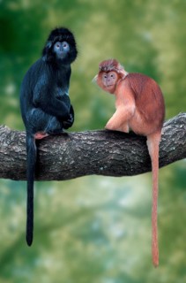 Javanese langur (Trachypithecus auratus auratus), Javanese langur (animals) (outside) (outdoor)