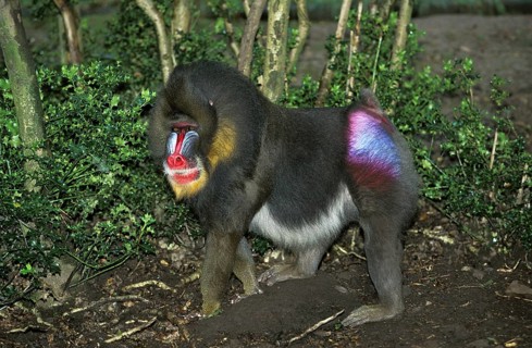 Mandrill (Mandrillus sphinx), male