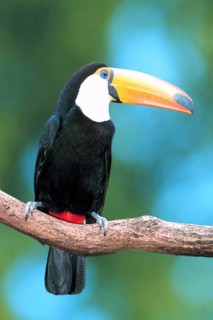 Toco Toucan (Ramphastos toco), toco toucan (south america) (bird) (birds) (toucans) (animals)