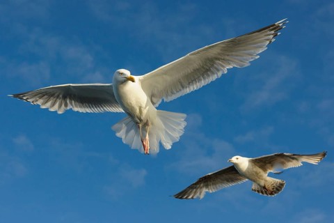European herring gull (Larus argentatus) , exempted, Norway, Europe