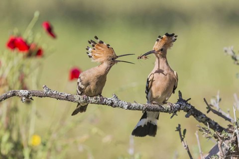 Hoopoe (Upupa epops), Spain, Europe