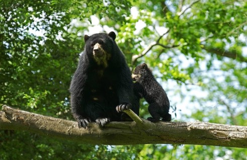 Spectacled bear (tremarctos ornatus), mother with young