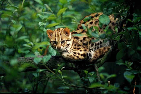 LEOPARD CAT (prionailurus bengalensis), ERWACHSENER AUF BRANCHE