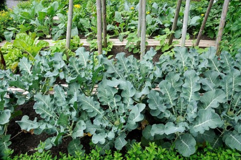 Broccoli (Brassica oleracea var. italica)