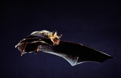 MOUSE-EARED BAT (myotis myotis), ADULT IN FLIGHT