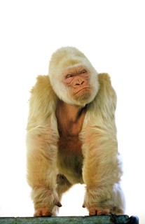 White western gorilla (Gorilla Gorilla), Barcelona Zoo in Spain, male called Snowflake or Copito de