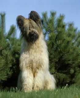 Briard dog (Old standard breed with cropped ears), adult standing on grass