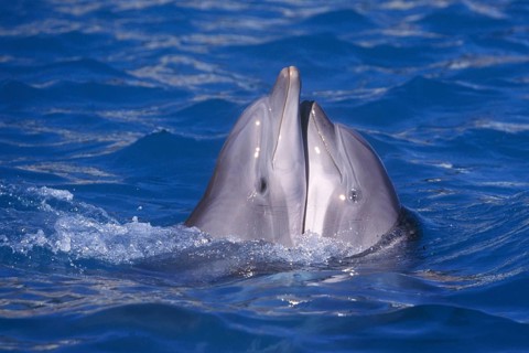 Bottlenose Dolphins (Tursiops truncatus), side