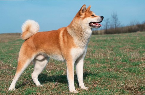 Akita Inu
