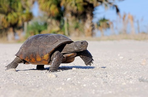 Gopher Tortoise (Gopherus polyphemus), Florida, USA, North America