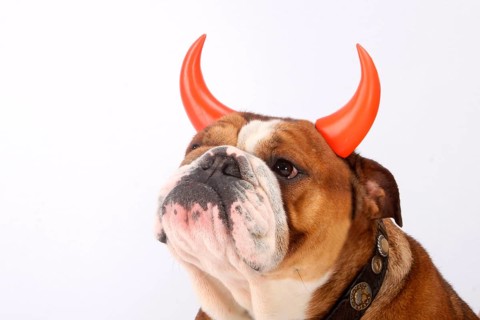 English Bulldog, Collar, Devil Horns, Devil