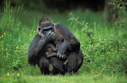 Gorilla (gorilla gorilla), Female with Baby
