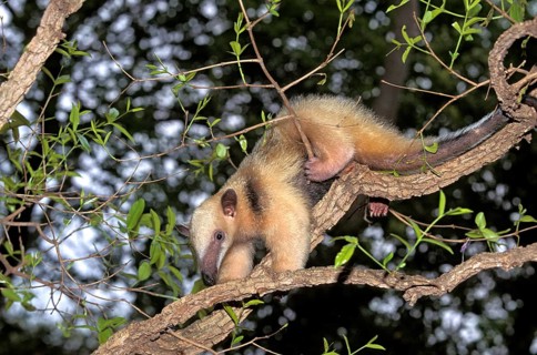 SOUTHERN ANTEATER (tamandua tetradactyla), ADULT IN TREE