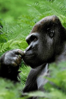 Westen Gorilla, silverback (Gorilla gorilla gorilla)