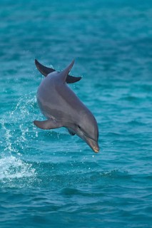 Bottlenose Dolphin (tursiops truncatus), Leaping, Honduras, Central America